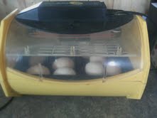 Eggs in Brinsea on lockdown